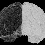 Mesh wireframe of a brain showing left and right hemispheres on a black background.