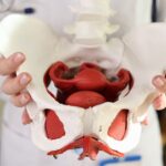 A healthcare professional in a white coat holding a detailed anatomical model of the human female pelvis, showcasing the pelvic floor muscles in red and the skeletal structure in white.