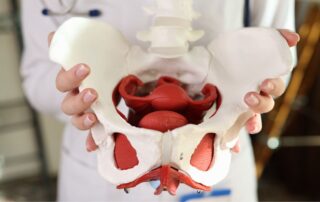 A healthcare professional in a white coat holding a detailed anatomical model of the human female pelvis, showcasing the pelvic floor muscles in red and the skeletal structure in white.