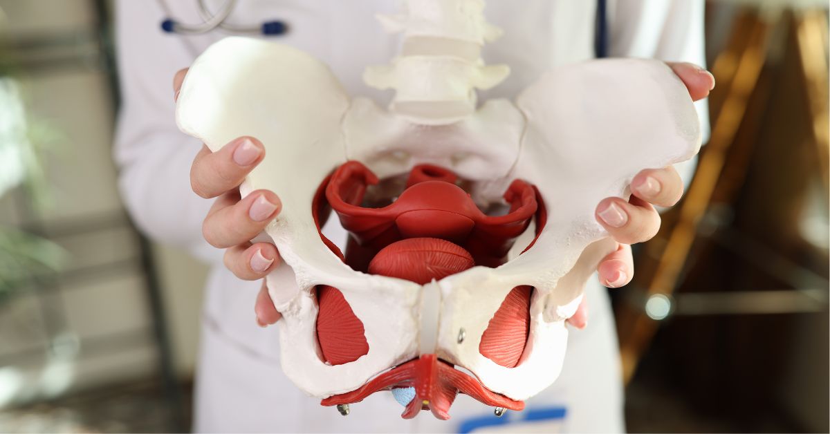 A healthcare professional in a white coat holding a detailed anatomical model of the human female pelvis, showcasing the pelvic floor muscles in red and the skeletal structure in white.